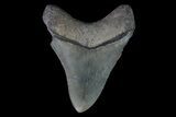 Serrated, Megalodon Tooth - Great Tip! #76180-2